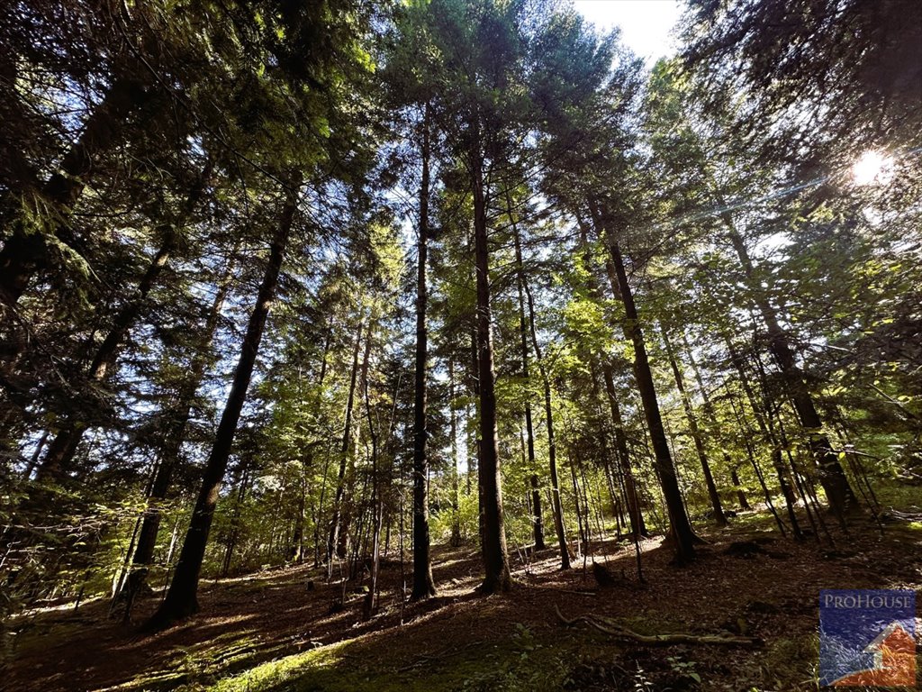 Działka leśna na sprzedaż Pisarzowa  4 800m2 Foto 5