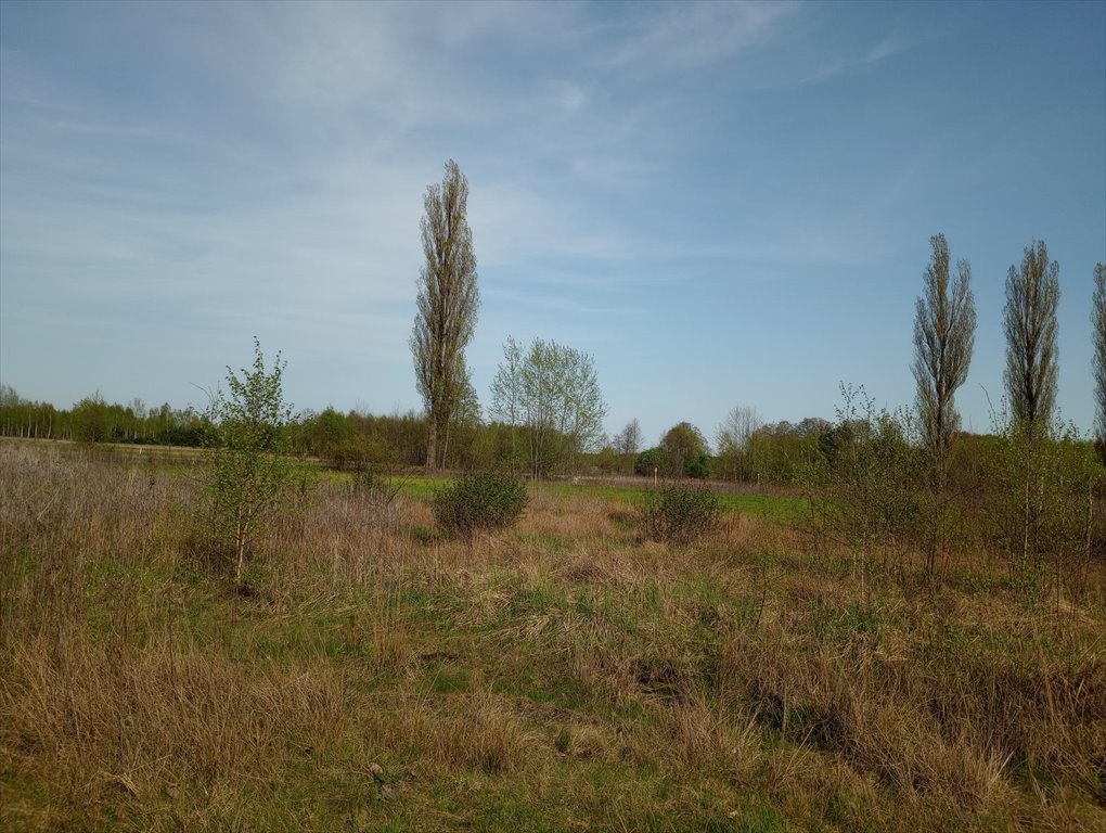 Działka budowlana na sprzedaż Stanisławów, Stanisławów  2 920m2 Foto 5