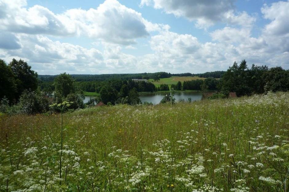 Działka budowlana na sprzedaż Olszewo  12 300m2 Foto 1