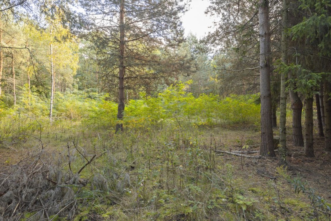 Działka budowlana na sprzedaż Ojrzanów, Jabłoniowa  3 177m2 Foto 5