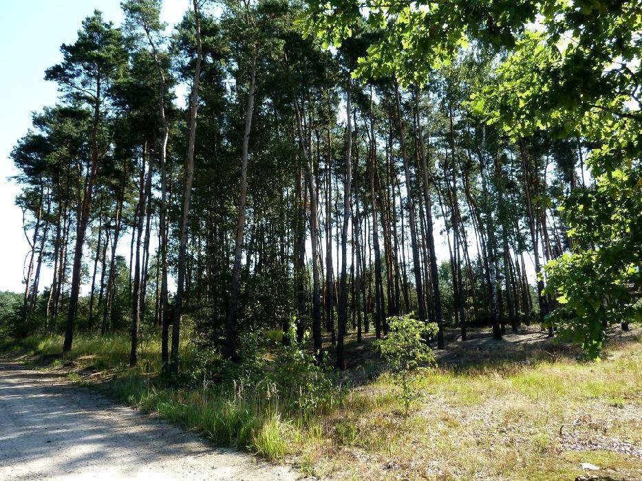 Działka budowlana 2371 m² w Jedwabnie, las, media blisko Jedwabno  2 371m2 Foto 1