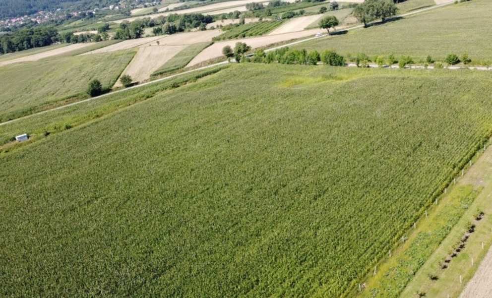 Działka budowlana na sprzedaż Strzegomiany  51 901m2 Foto 5