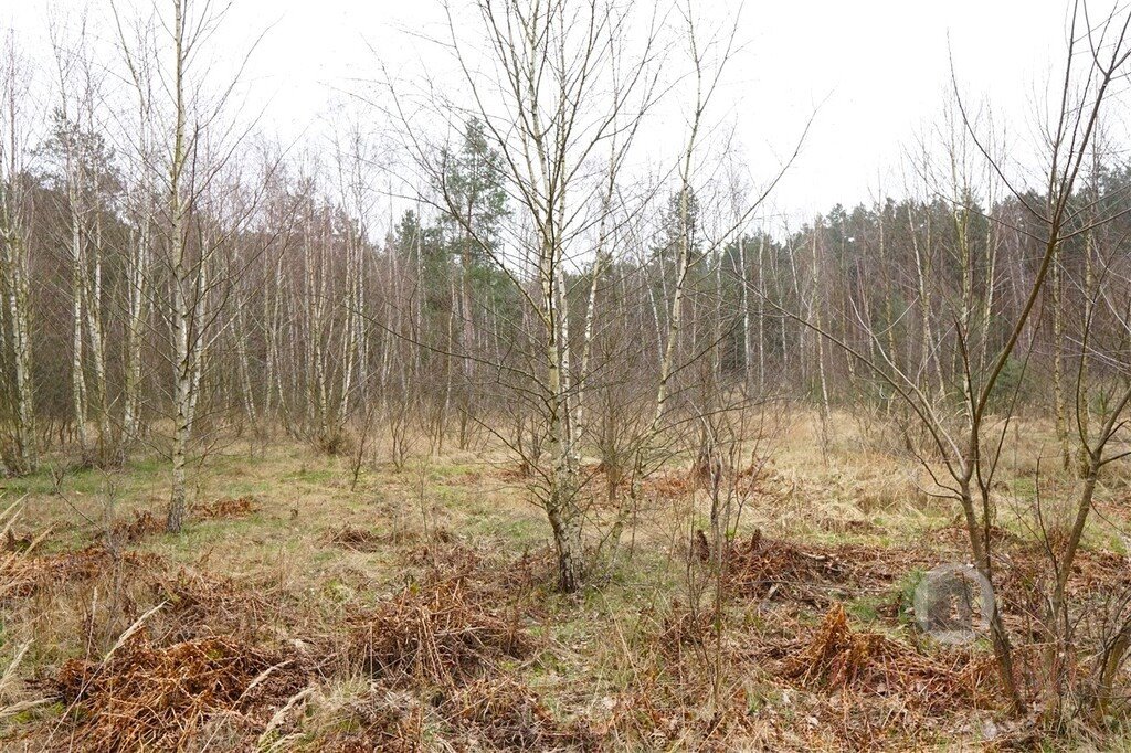 Działka budowlana na sprzedaż Bledzew  1 000m2 Foto 2