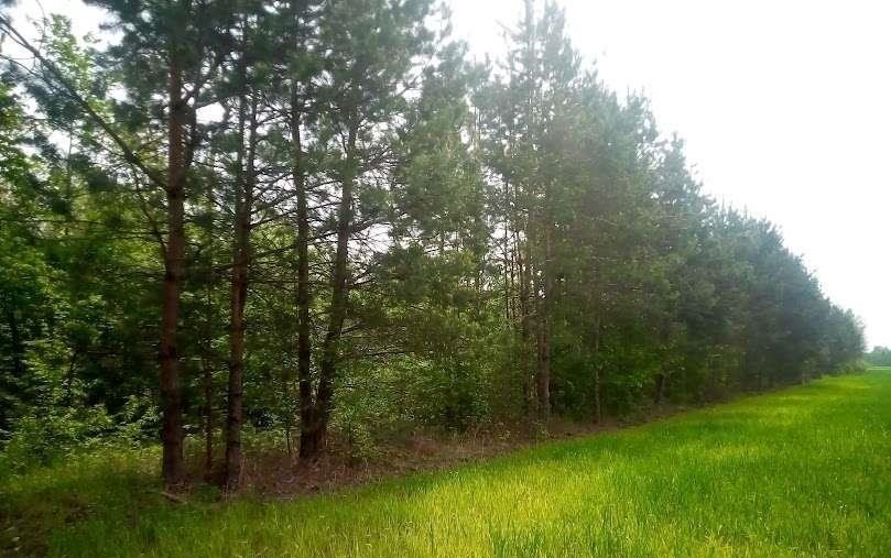 Urokliwe działki w cichej okolicy, 4600 m2, lasy Duranów  4 600m2 Foto 1