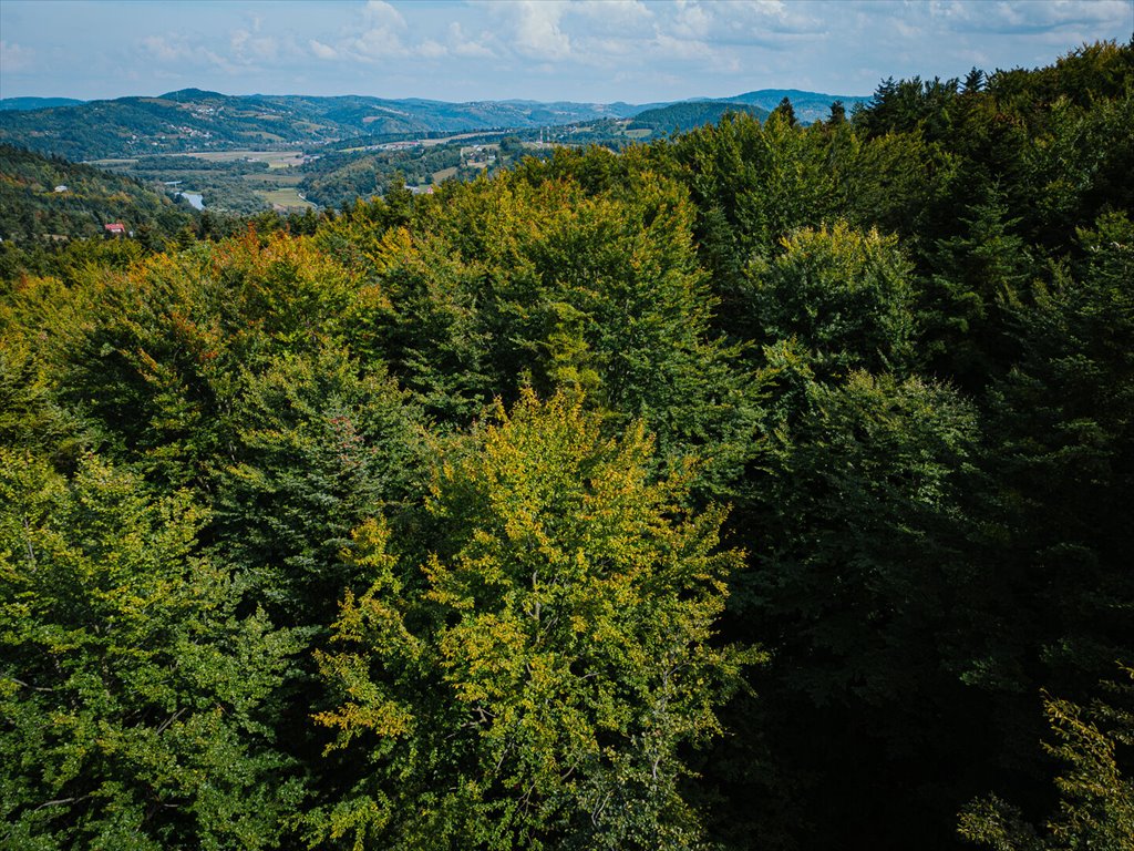 Działka leśna na sprzedaż Łęki  5 800m2 Foto 9