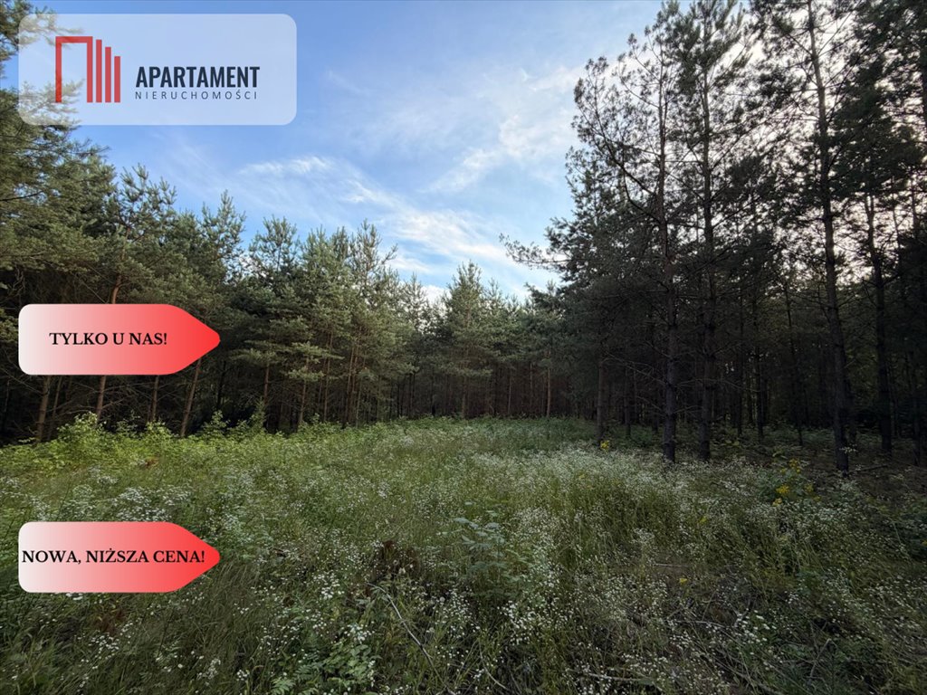 Działka 3,11 ha z warunkami zabudowy i stawem - Jeleńcz Jeleńcz  31 100m2 Foto 1