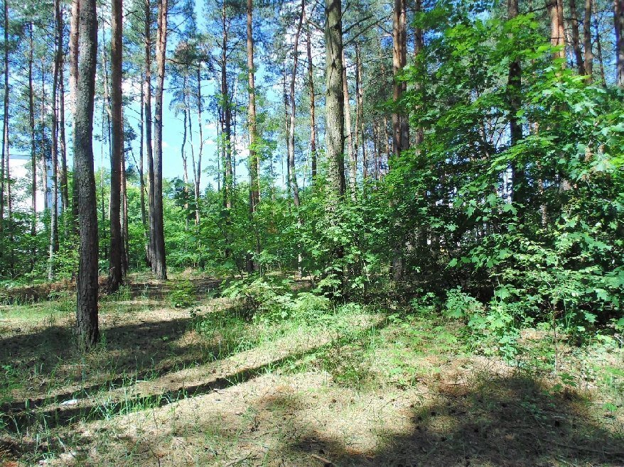 Działka budowlana na sprzedaż Konstancin-Jeziorna, Długa  2 581m2 Foto 2