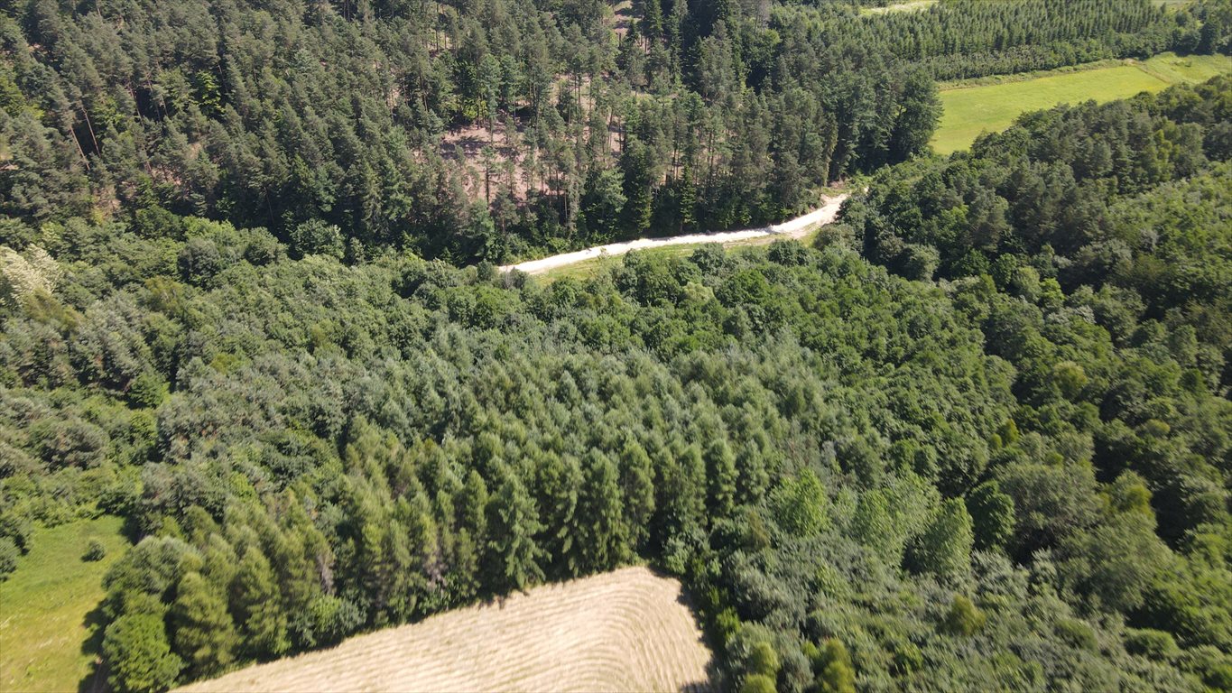 Działka 15 200 m² z drzewami i źródełkiem, inwestycja Śliwnica  15 200m2 Foto 1