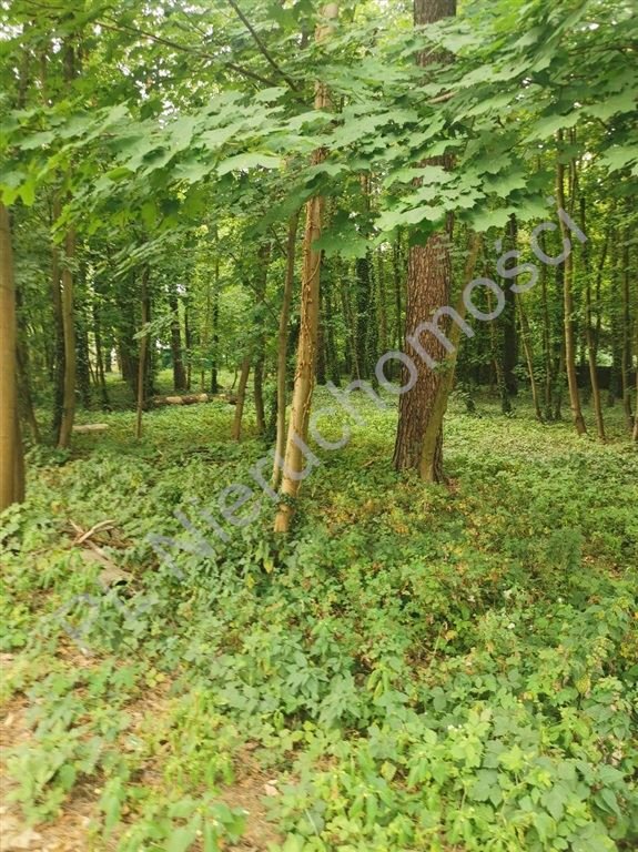 Działka budowlana 2500 m² w Milanówku, media, blisko PKP Milanówek  2 500m2 Foto 1