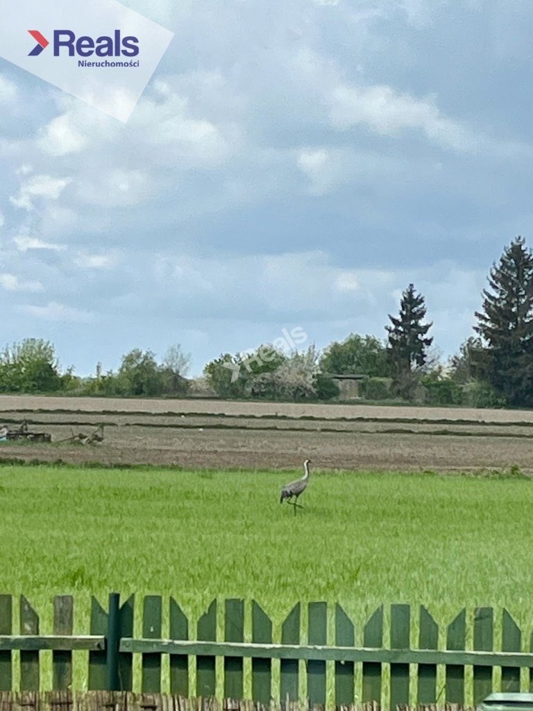 Działka siedliskowa na sprzedaż Złotopolice  3 000m2 Foto 13