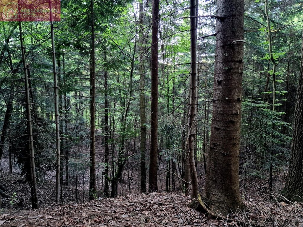 Działka leśna na sprzedaż Ostrusza  2 745m2 Foto 1