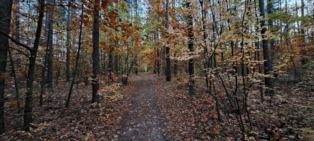 Działka leśna z prawem budowy na sprzedaż Piasutno  40 050m2 Foto 11