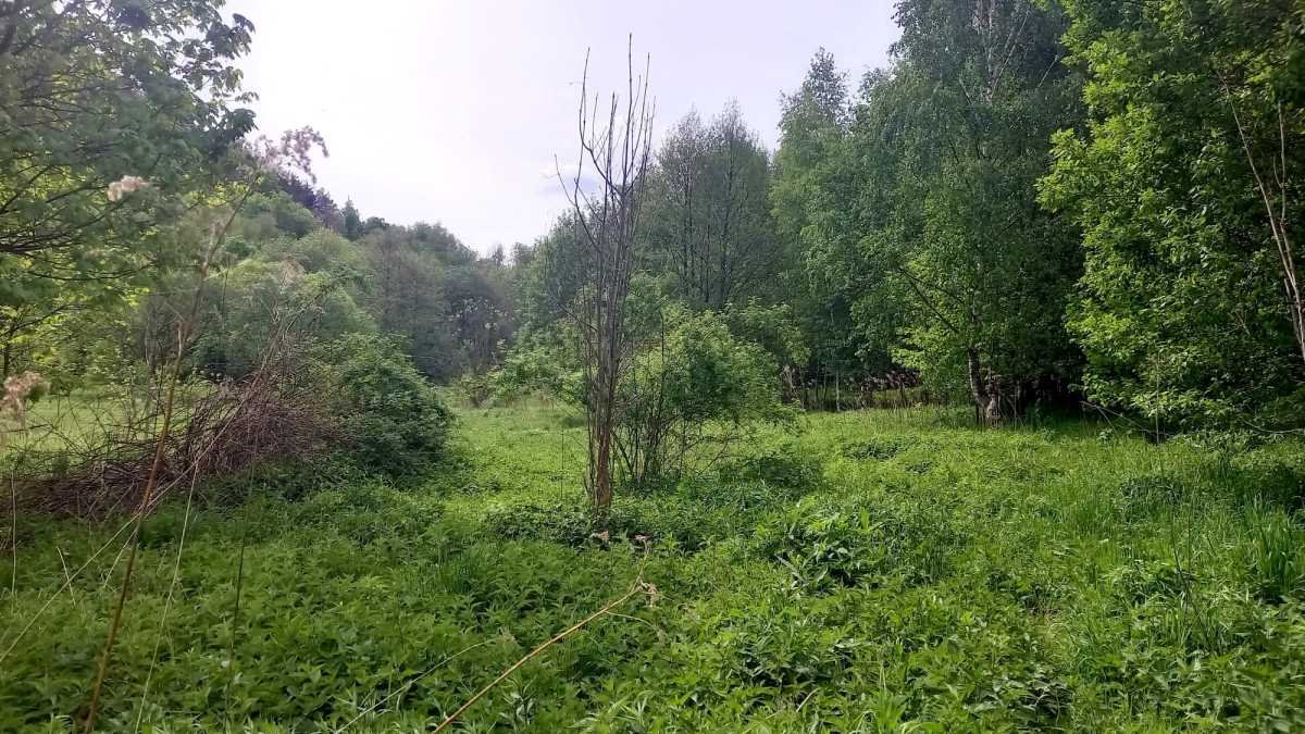 Działka gospodarstwo rolne na sprzedaż Stare Bogaczowice, Chwaliszów  26 500m2 Foto 14