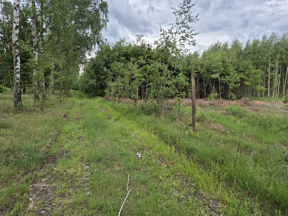 Działka 20ha z lasem i warunkami zabudowy w Wapnicy Wapnica  201 500m2 Foto 1