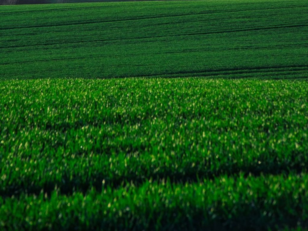 Działka budowlana na sprzedaż Pajewo  1 200m2 Foto 3