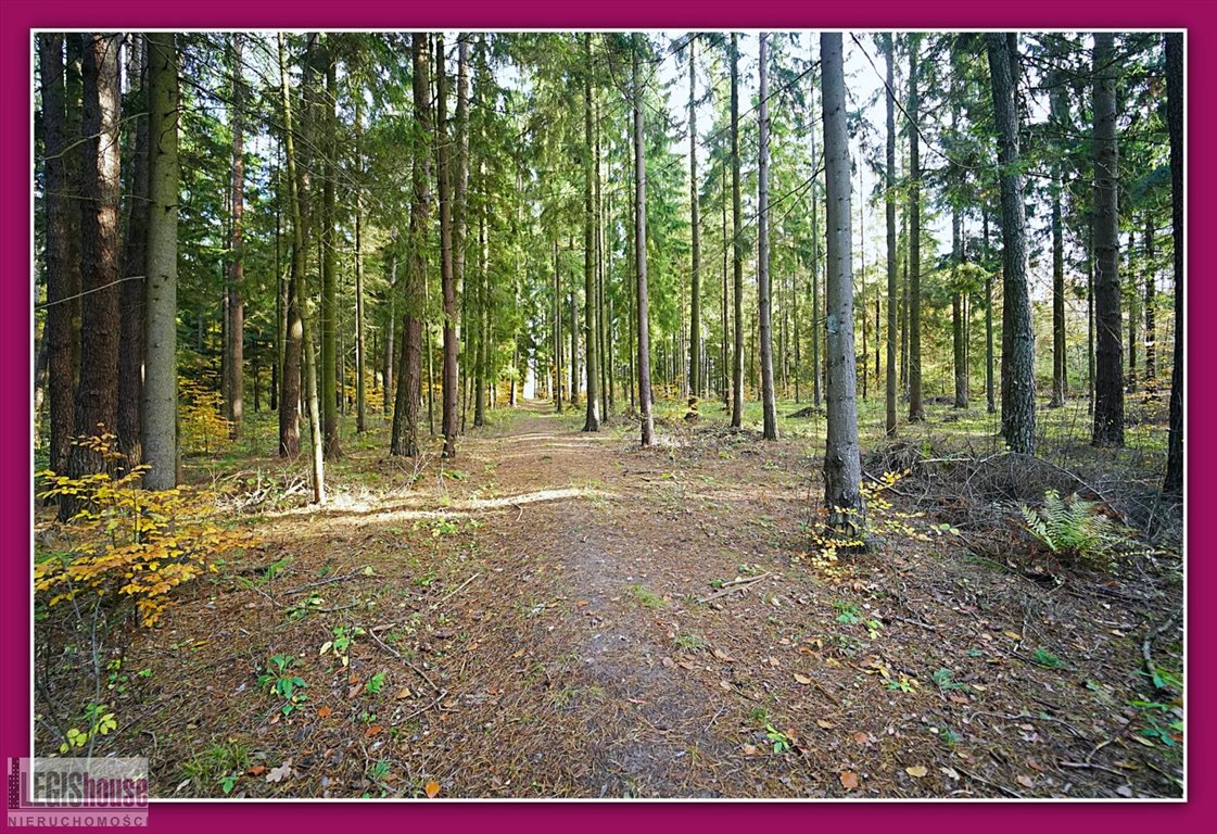 Działka leśna 2,2 ha z bogatym drzewostanem - polecam! Różnowo  22 181m2 Foto 1
