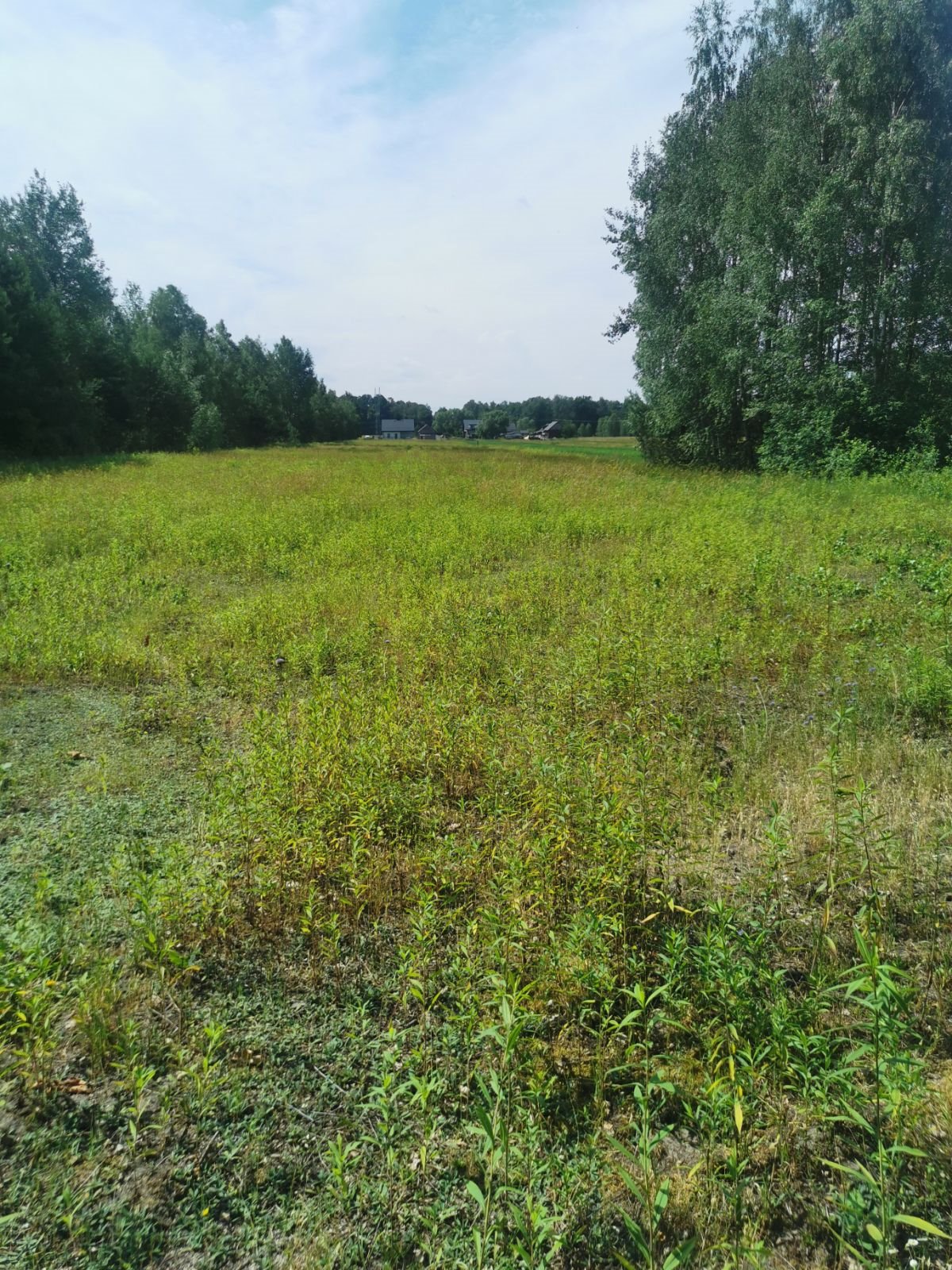 Działka siedliskowa na sprzedaż Desno  5 590m2 Foto 1