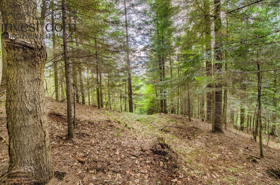 Działka leśna na sprzedaż Szerzyny  11 300m2 Foto 4