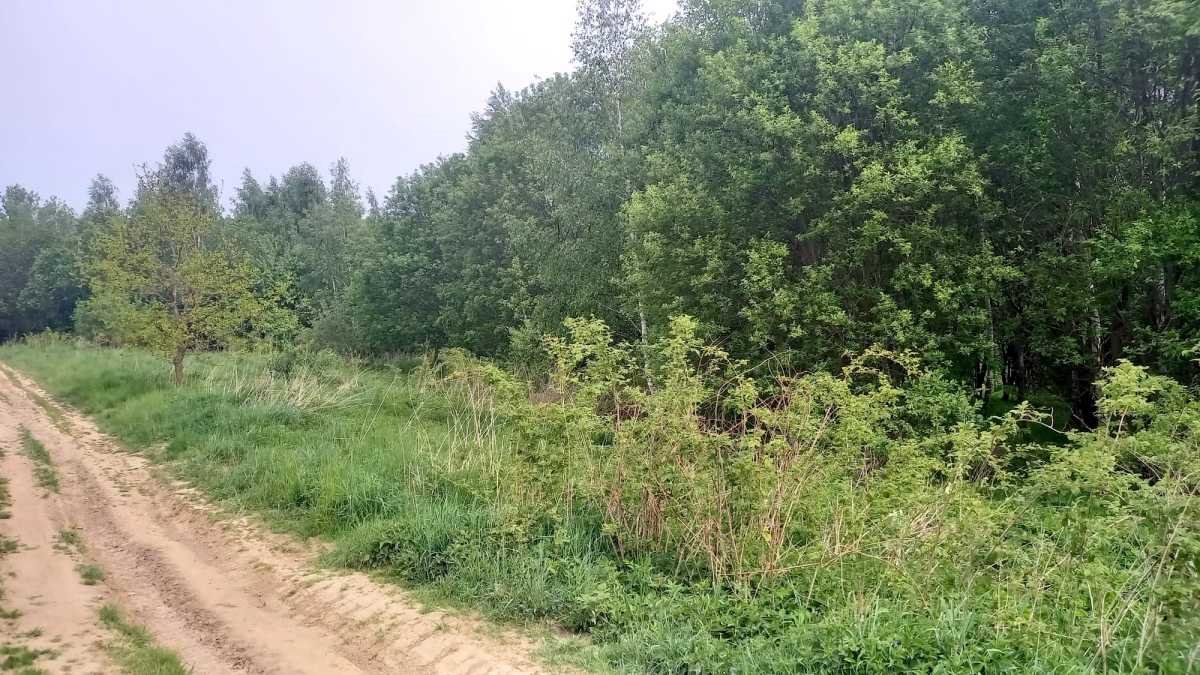 Działka gospodarstwo rolne na sprzedaż Stare Bogaczowice, Chwaliszów  26 500m2 Foto 9