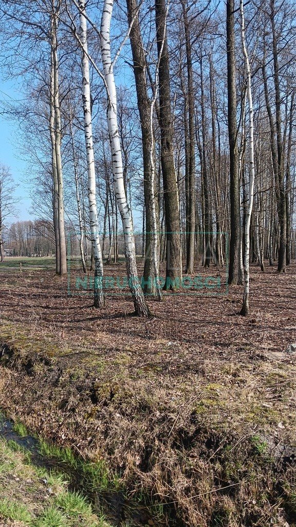 Działka leśna z prawem budowy na sprzedaż Jaktorów  8 700m2 Foto 14