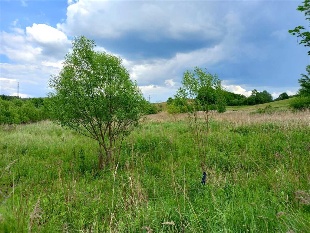 Działka budowlana na sprzedaż Chwaliszów, Chwaliszów  52 000m2 Foto 1