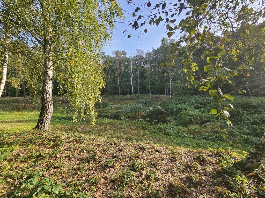 Działka budowlana na sprzedaż Różanki  5 000m2 Foto 3