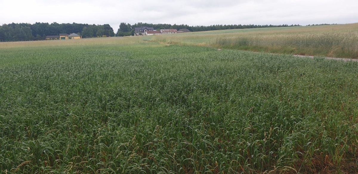 Działka budowlana na sprzedaż Wola Pasikońska, Wola Pasikońska  10 300m2 Foto 1