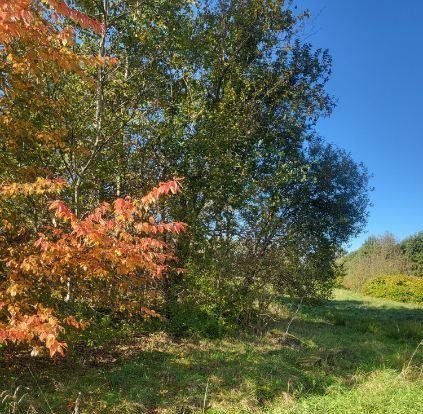 Działka budowlana na sprzedaż Rączna  4 500m2 Foto 3