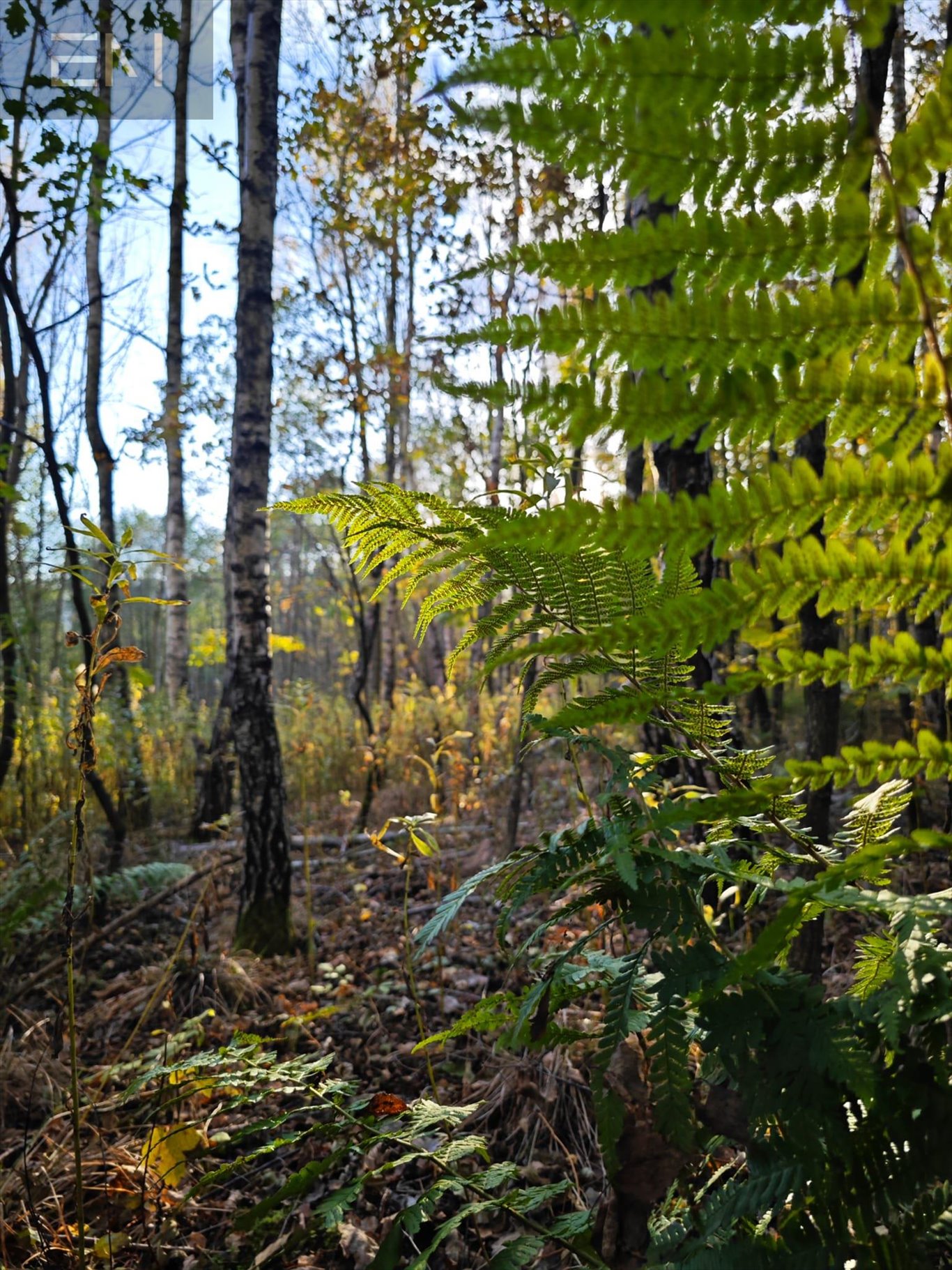 Działka budowlana na sprzedaż Wysoka Strzyżowska  2 200m2 Foto 7