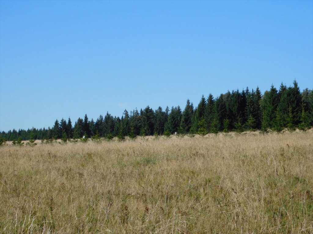 Działka budowlana na sprzedaż Duszniki-Zdrój, Zieleniec  2 326m2 Foto 4