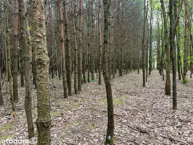 Działka leśna na sprzedaż Trzciniec  20 000m2 Foto 3