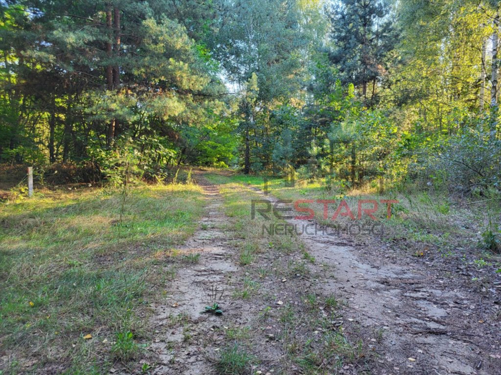 Do sprzedania działka 2164 m² wśród sosen - idealna na rekreację Borszyce  2 164m2 Foto 1