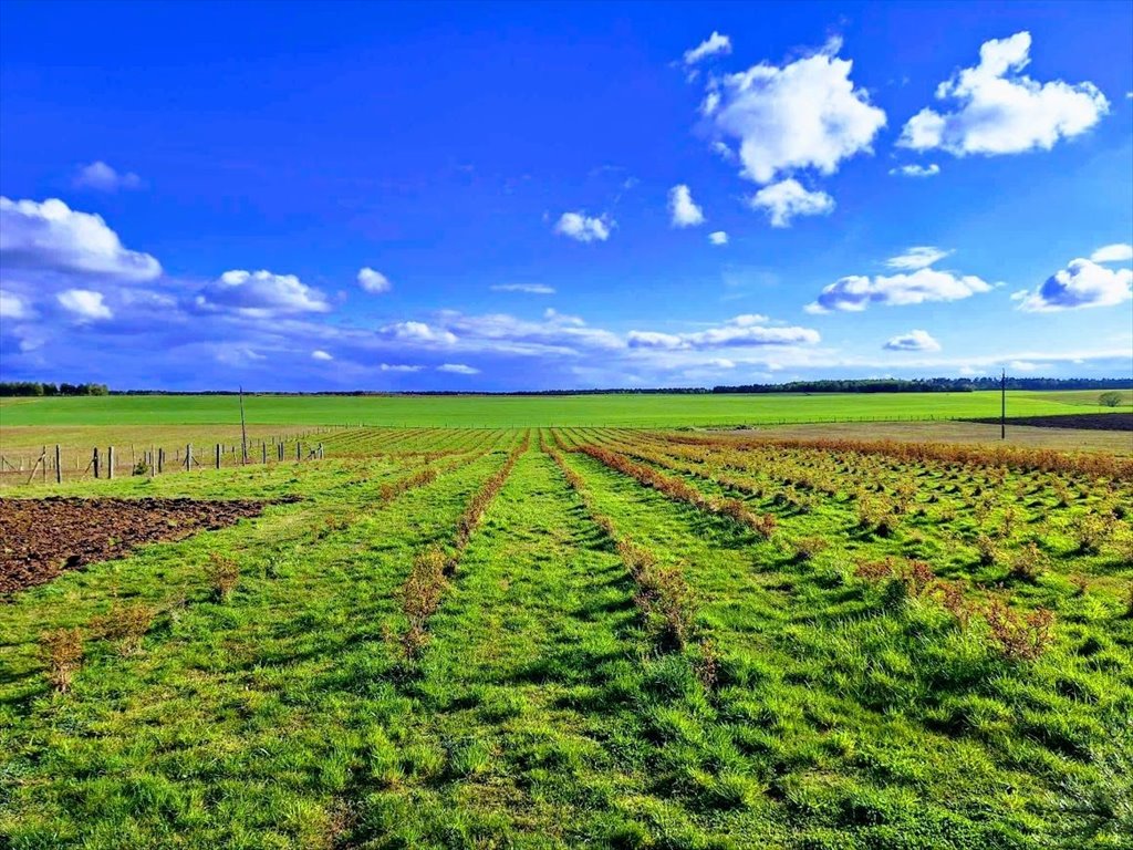 Dom na sprzedaż Storkowo  460m2 Foto 2