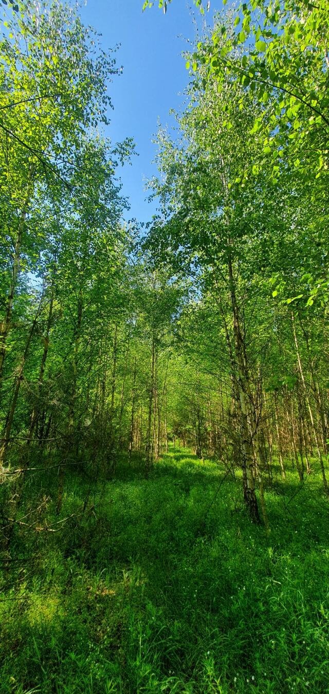 Działka leśna na sprzedaż Stary Cydzyn  8 000m2 Foto 8