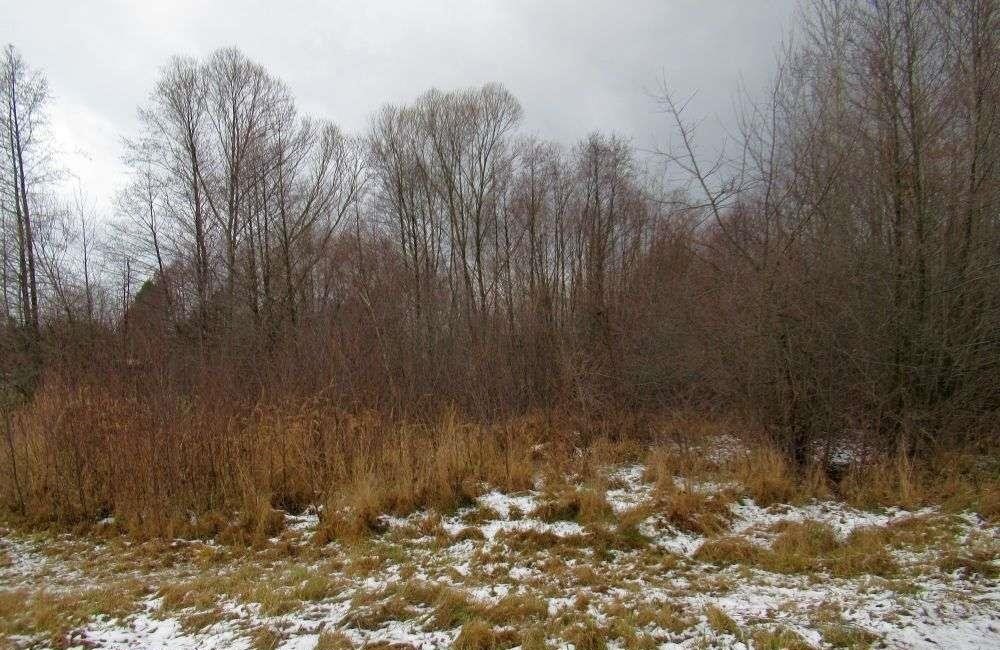 Działka budowlana na sprzedaż Ciekoty  2 900m2 Foto 3