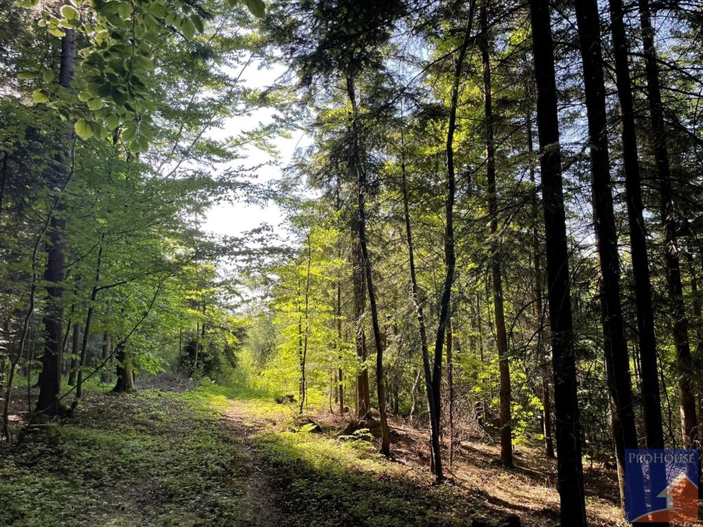 Działka inna na sprzedaż Nowe Rybie  18 300m2 Foto 15