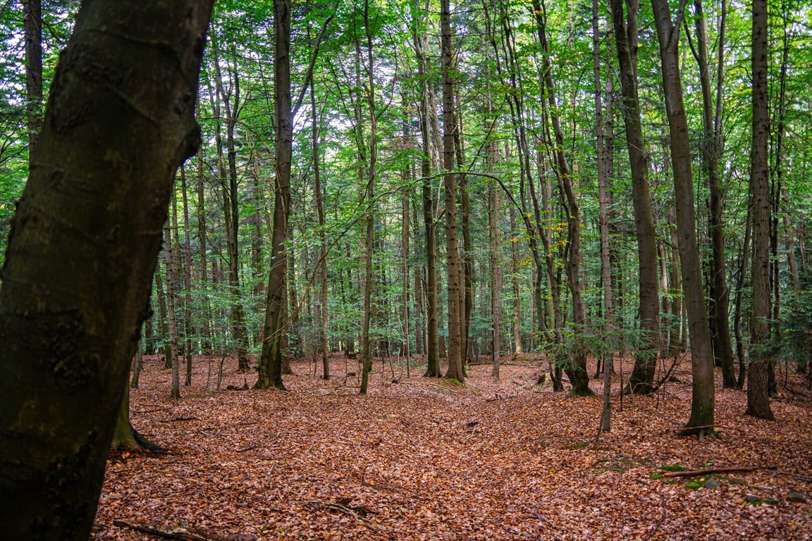 Działka leśna na sprzedaż Łęki  5 800m2 Foto 17