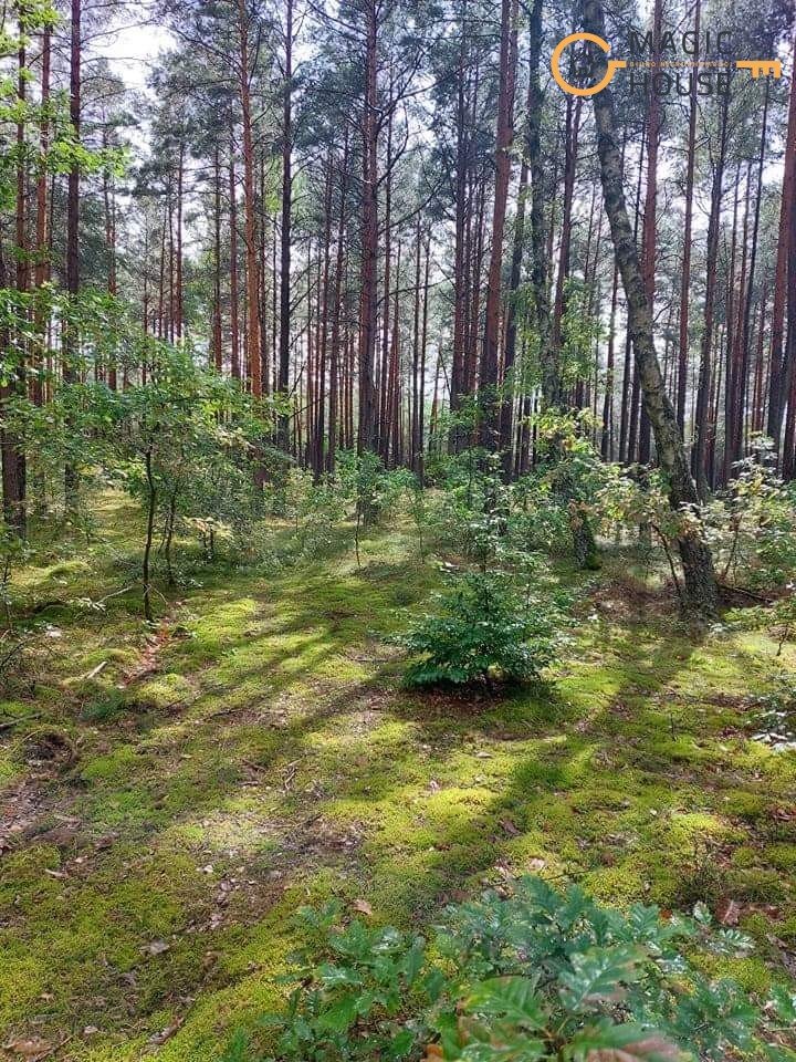 Działka leśna na sprzedaż Iwiczno, Czechowo  3 000m2 Foto 11