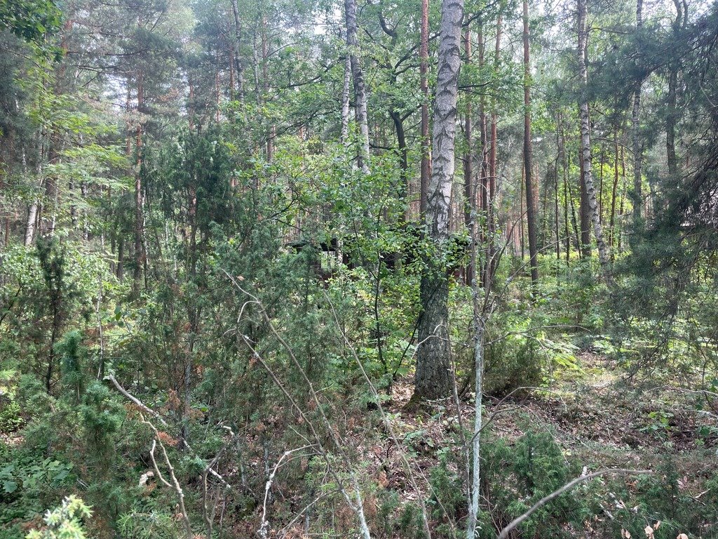 Działka budowlana na sprzedaż Ruda  1 500m2 Foto 6