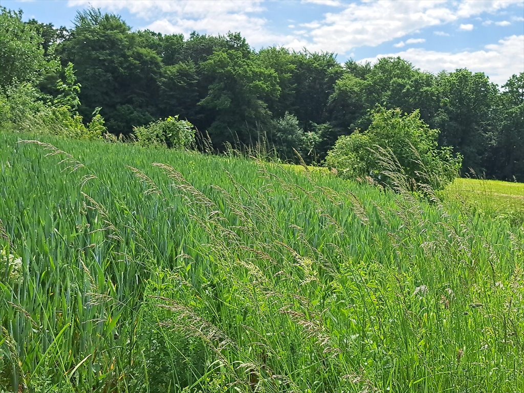 Działka leśna na sprzedaż Podniebyle  6 089m2 Foto 1