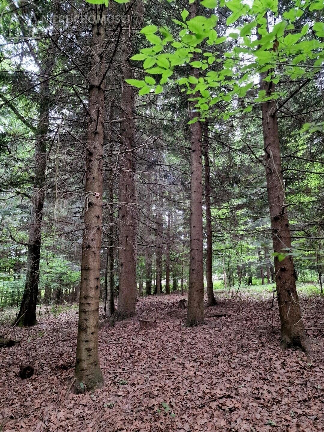 Działka leśna na sprzedaż Sitnica  17 701m2 Foto 11