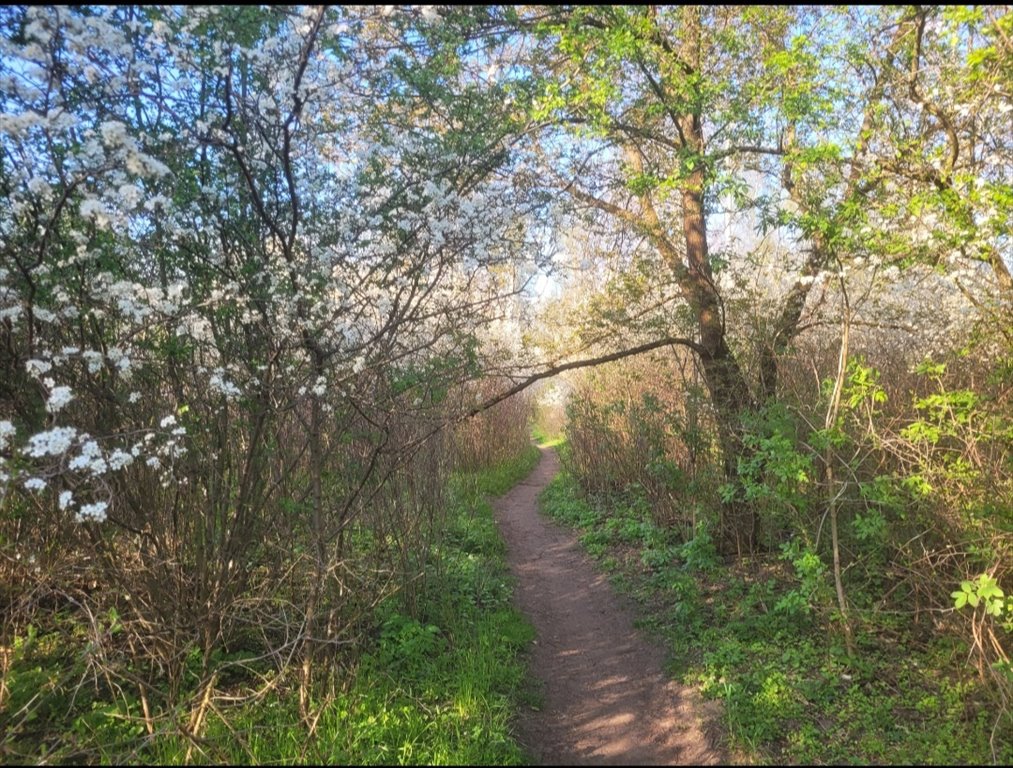 Działka budowlana na sprzedaż Warszawa, Bielany, Chomiczówka, Księżycowa  667m2 Foto 4