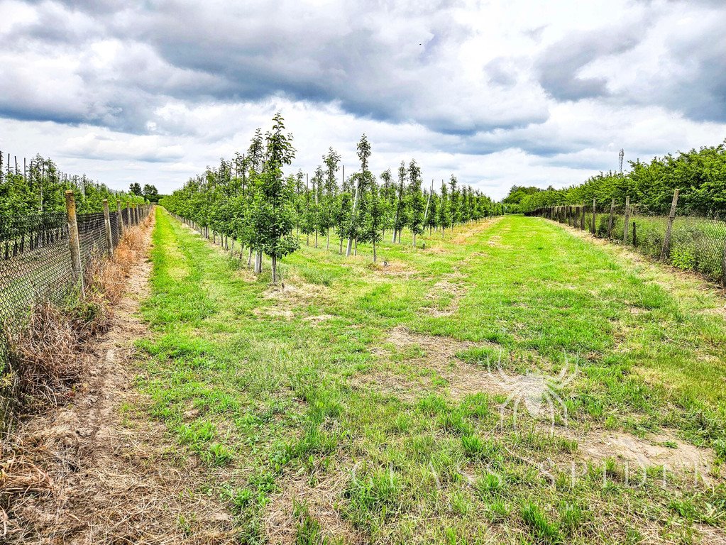 Działka 39 800 m² z sadem i chłodnią - Narty Rawski Narty  39 800m2 Foto 1