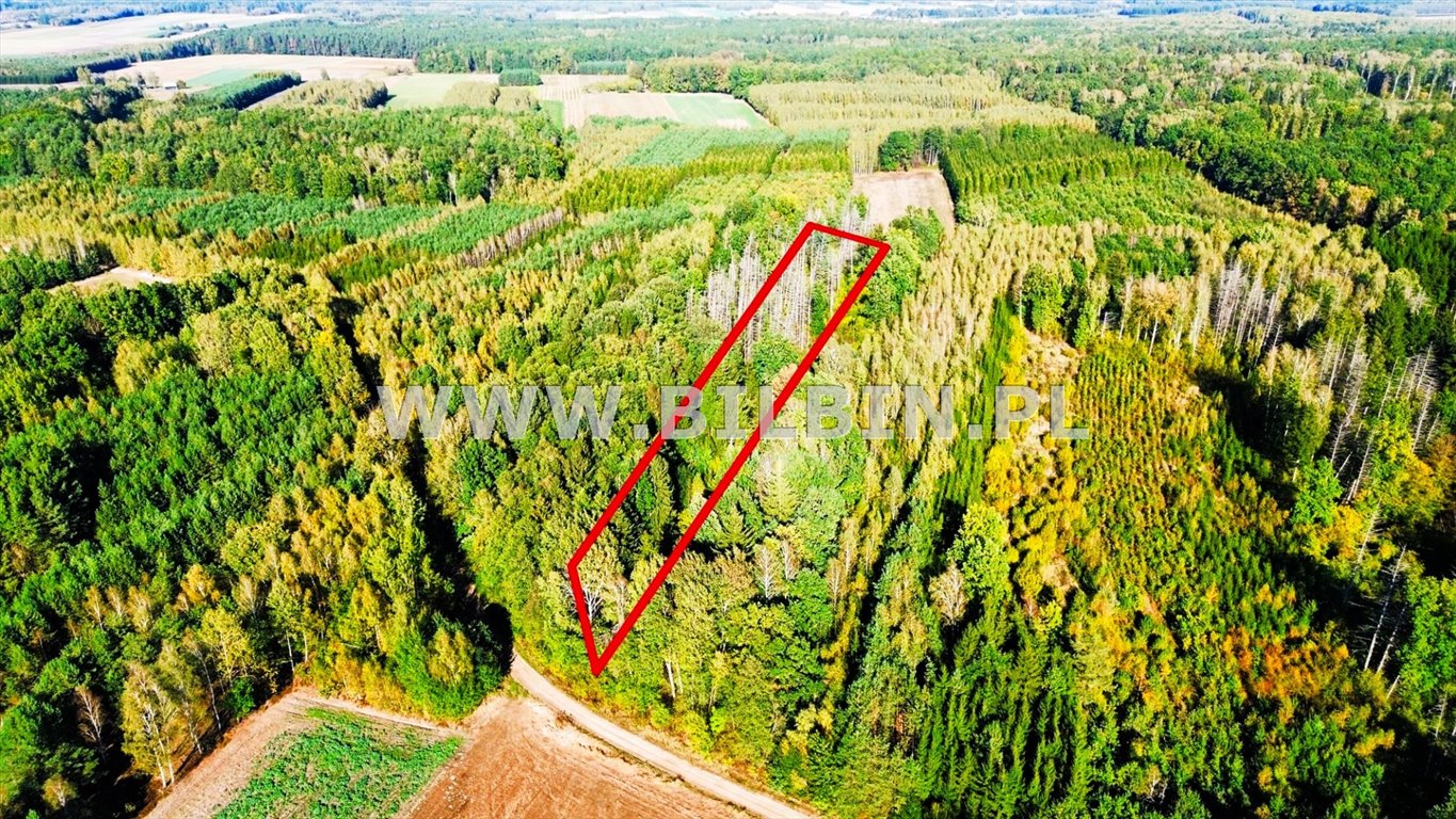 Działka leśna 10 100 m² w Knorydach – okazja! Knorydy  10 100m2 Foto 1