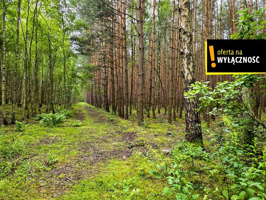 Działka leśna 1,92 ha w Strzegomku – inwestycja i relaks Strzegomek  19 200m2 Foto 1