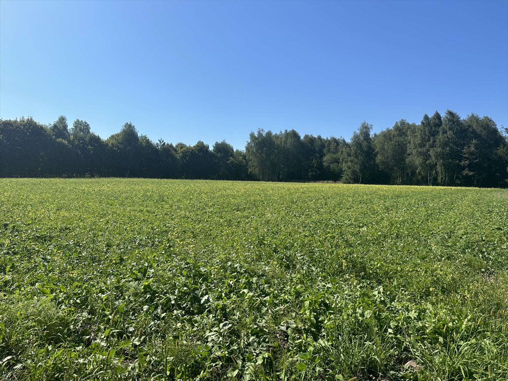 Działka inna na sprzedaż Zielona Góra, Racula- Rodła  6 100m2 Foto 1