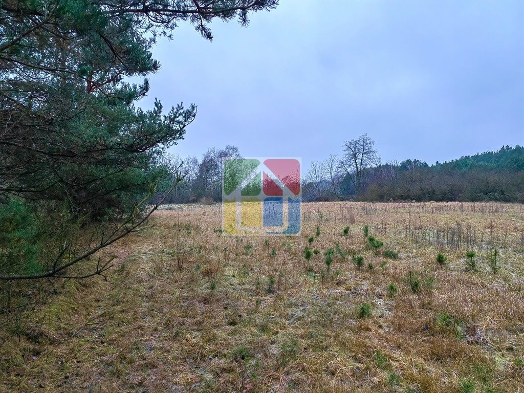 Działka leśna z prawem budowy na sprzedaż Szczawin Kościelny  48 000m2 Foto 4