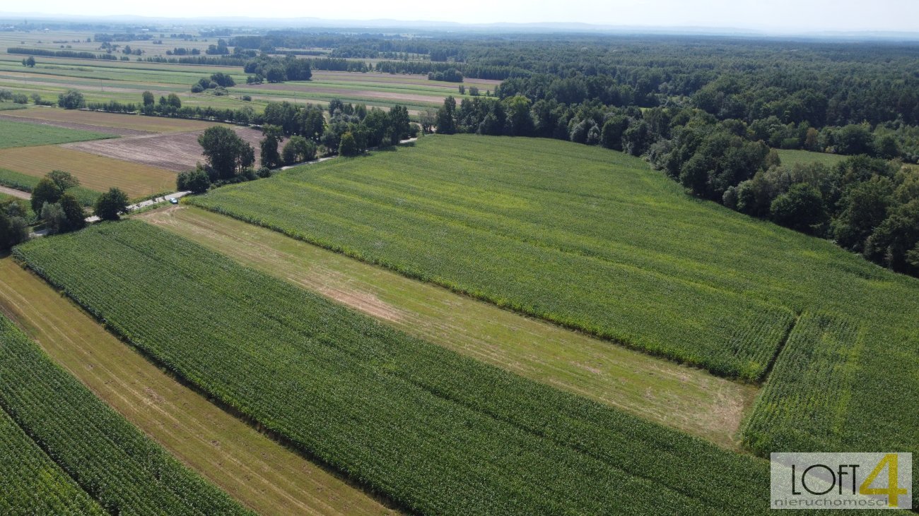 Działka budowlana na sprzedaż Borzęcin  4 400m2 Foto 6