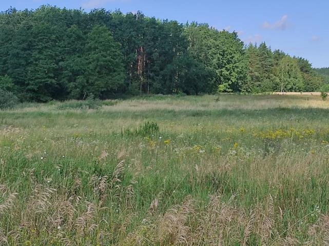 Działka budowlana na sprzedaż Pilec  3 000m2 Foto 11