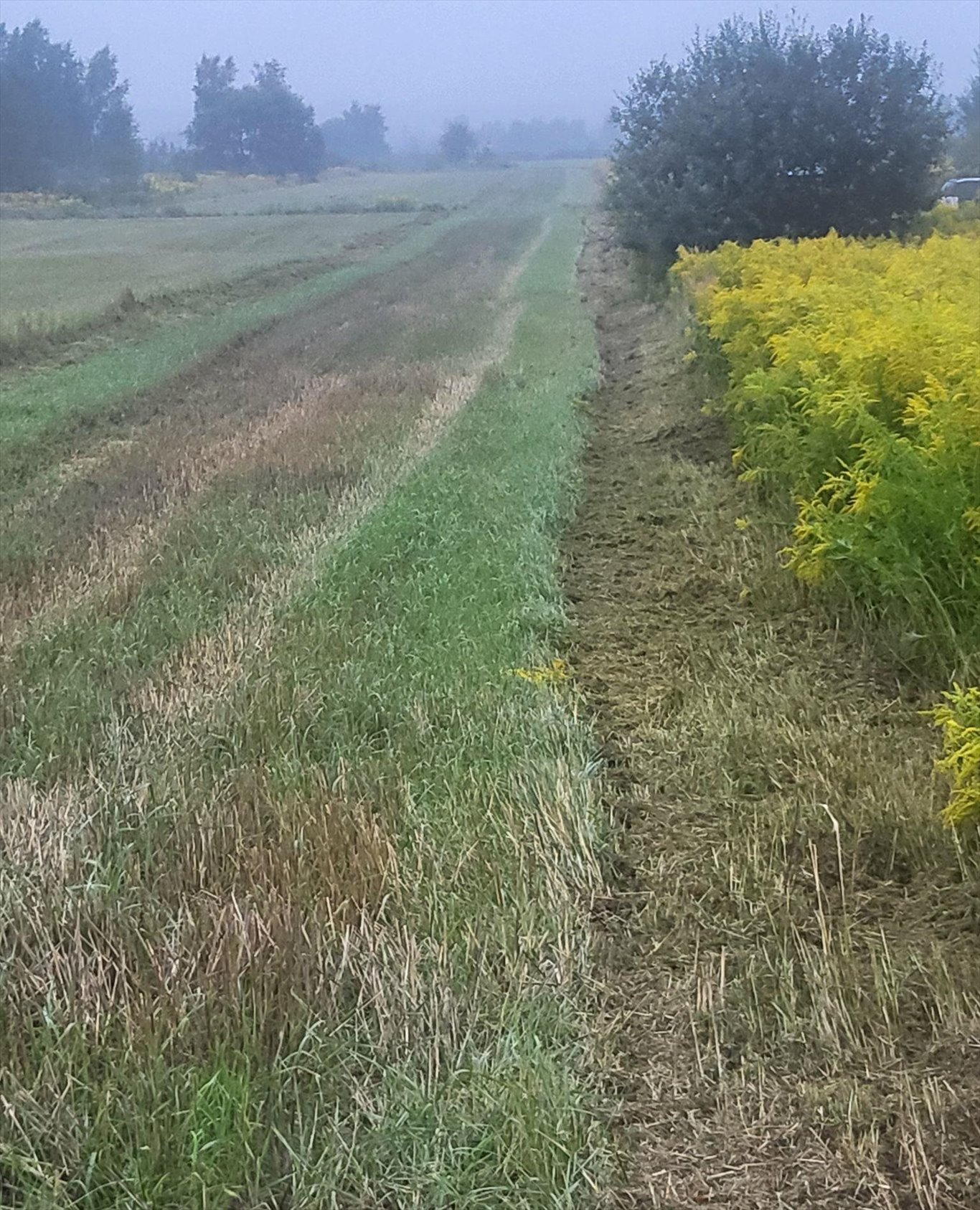 Działka budowlana na sprzedaż Cholerzyn  5 900m2 Foto 2